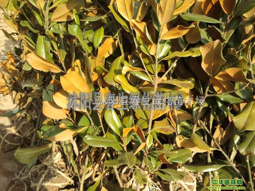 VmС80-150סVmѿ硢mľ