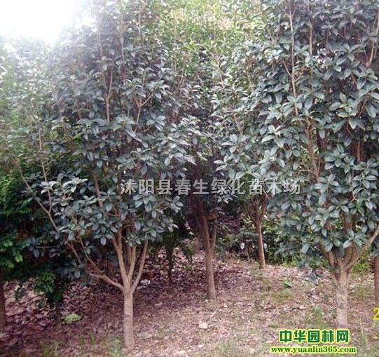 𻨴Сľ𡢽𡢰¹¹yļ