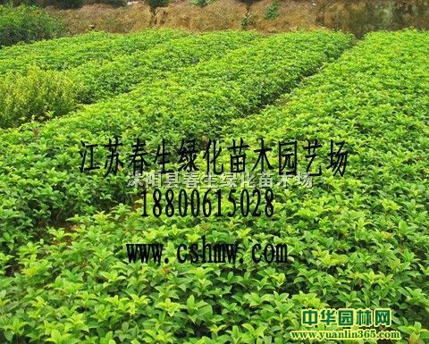 ļС硢¹С硢С硢С30-120