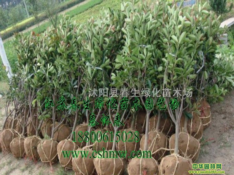 t~ʯڷ60סt~ʯ骘䡢ɼt~ʯ骘