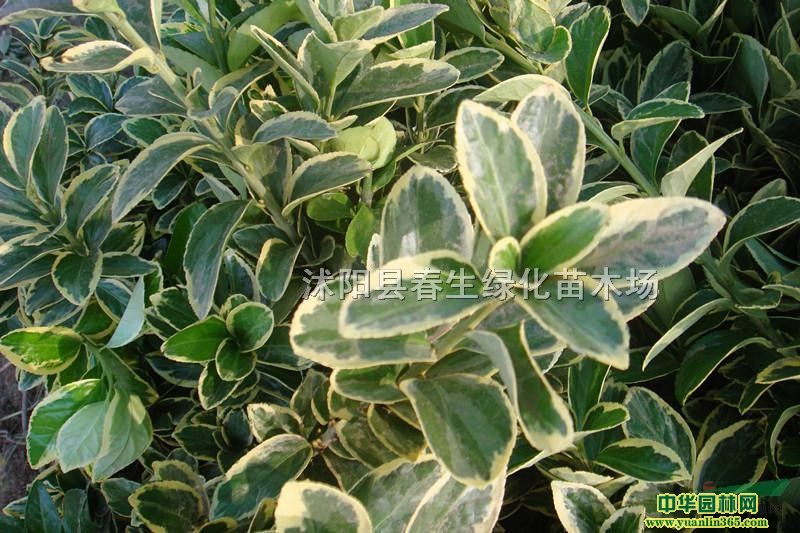 ߅S硢߅߅lì߅lì߅S