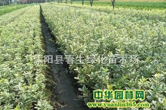 ߅SС硢߅С硢߅SС硢S߅С