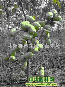 ľϘ硢ľϘС硢ľϡľ桢ľϘ