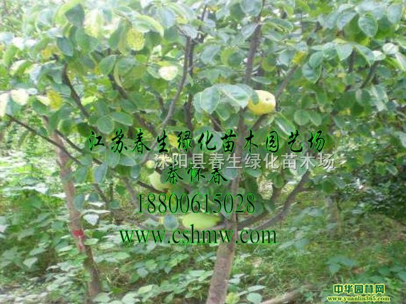 ľϘ䡢ľϘС硢ƤľϘ䡢ľϘ׏1-12