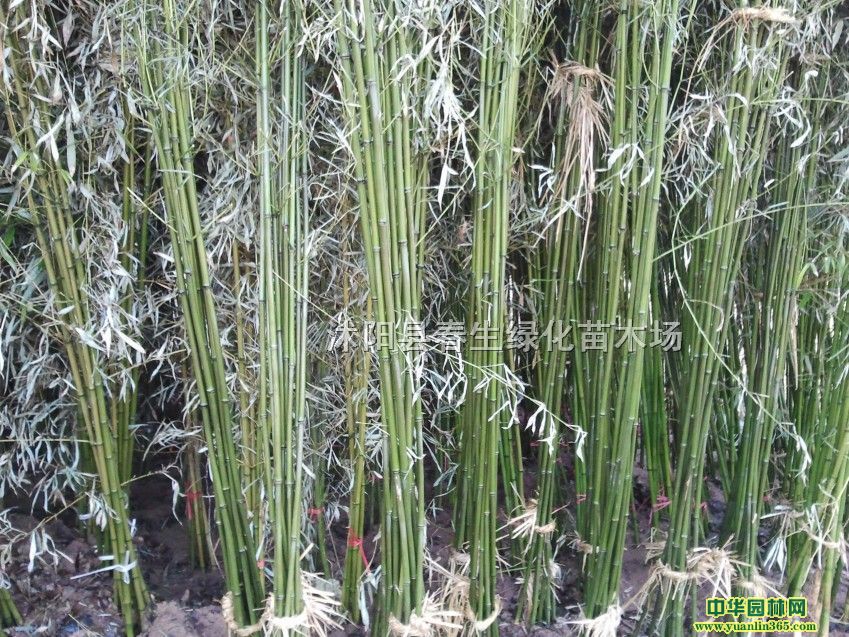 С1-3֡ӡG񡢽ë񡢄