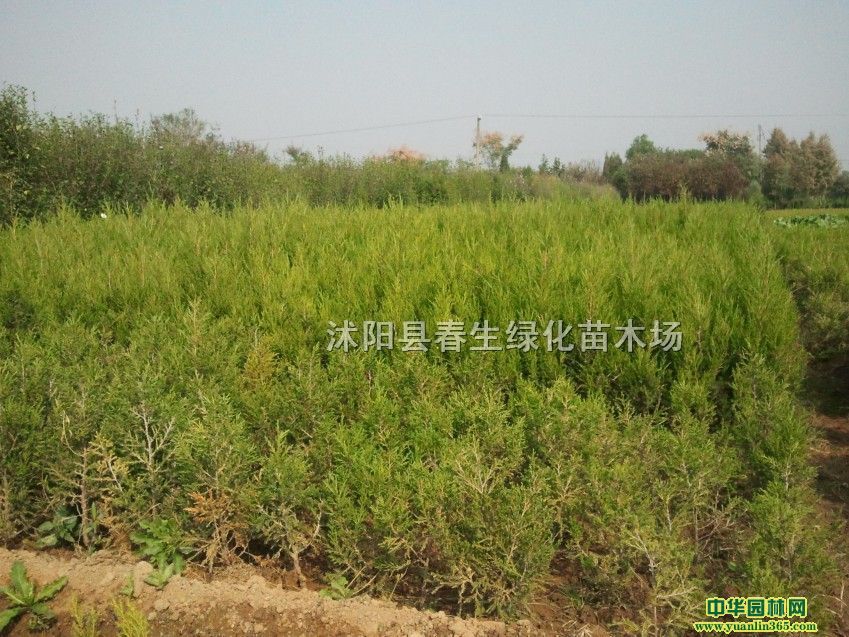 uľءɰؘ䡢ɘ䡢uءuС