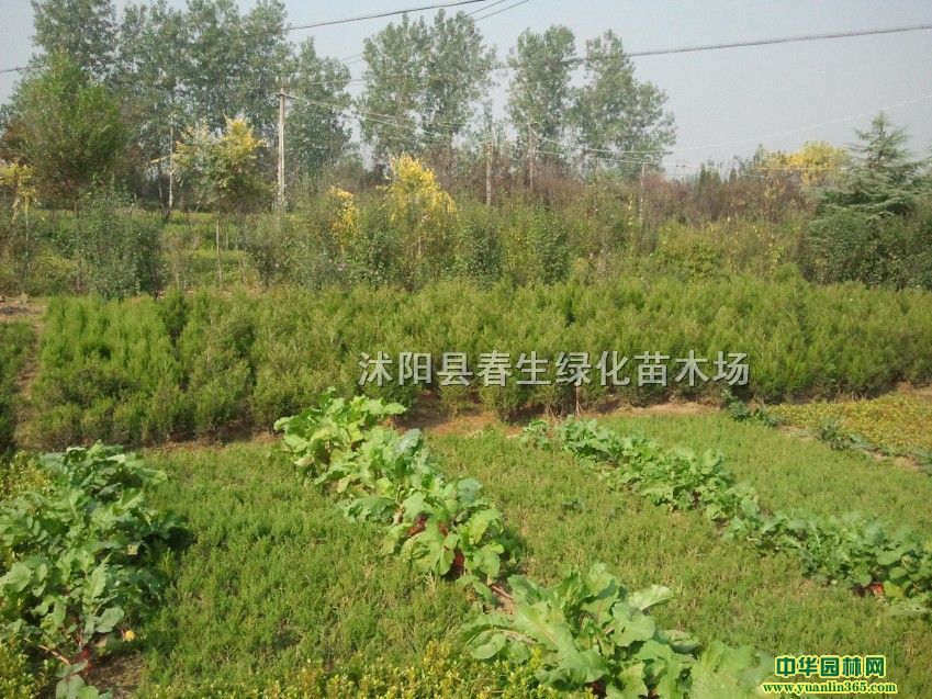 u硢uС15-30סuѿ硢С硢