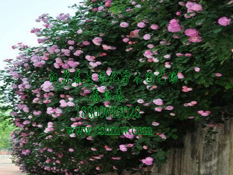 ٱNޱٱ¼硢Nޱ÷ɽ~\