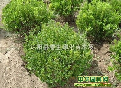 С~SС~S硢С~SС硢С~S硢S