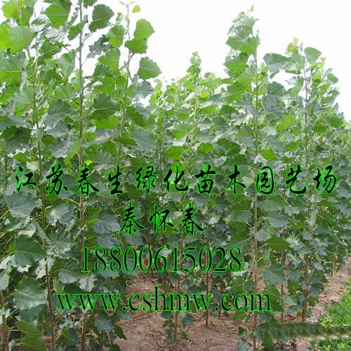 ח(sh)С硢ח(sh)(sh)