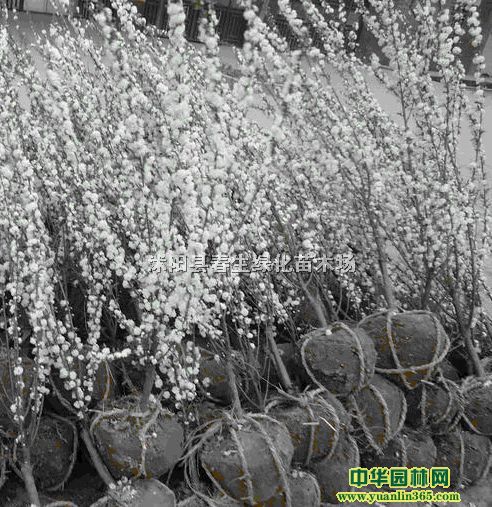 ÷Сľ÷÷÷~÷t÷