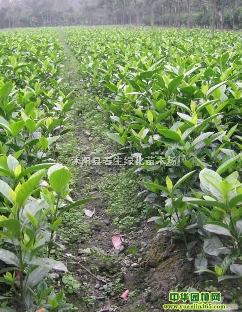 dӻ硢ɽd硢Сdӡdӡĵd