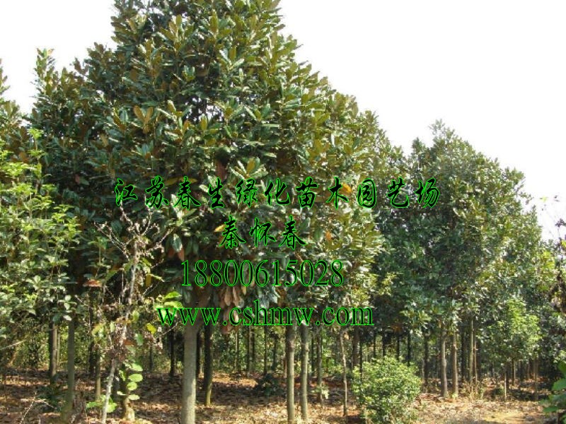 VmСmСmСVm5-8