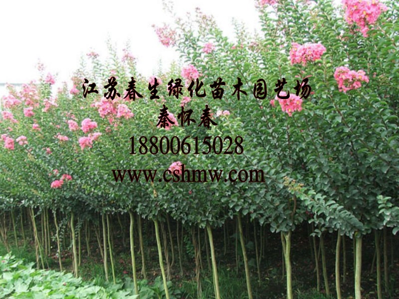 ޱ2-5סռt硢MütޱС硢ռtС