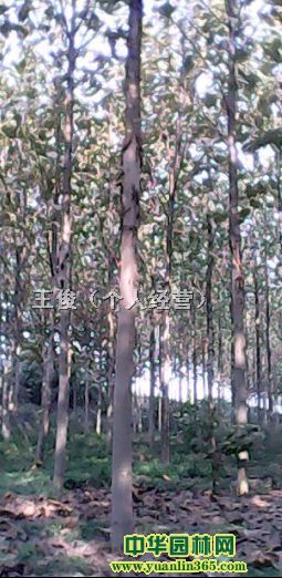 (g)˽(jng)I(yng)