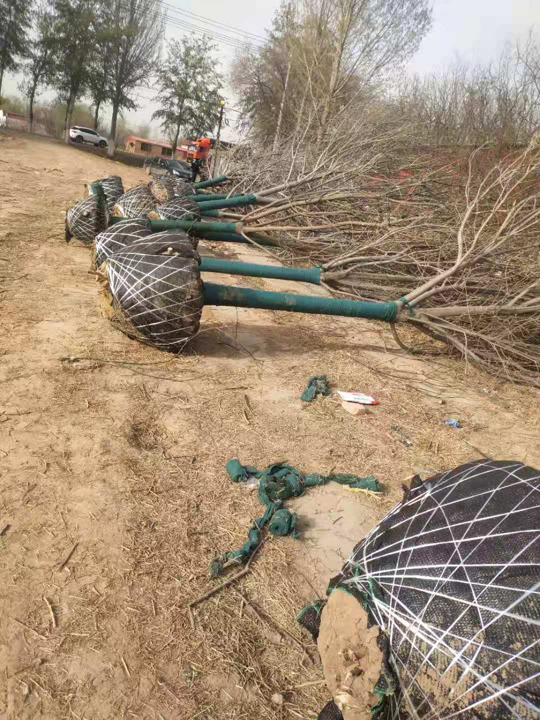 河北耿斌新生苗木培育中心