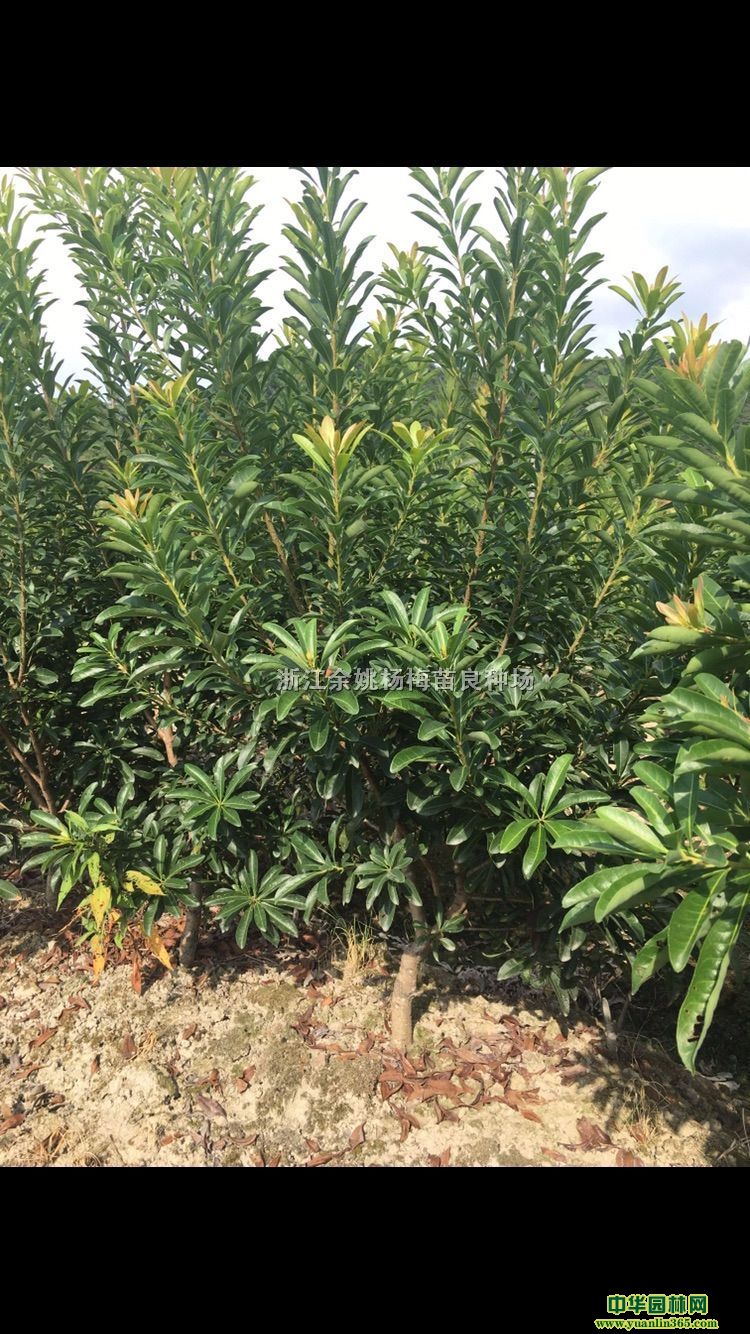 |ҦݩjN̿3֡4֡5֗÷