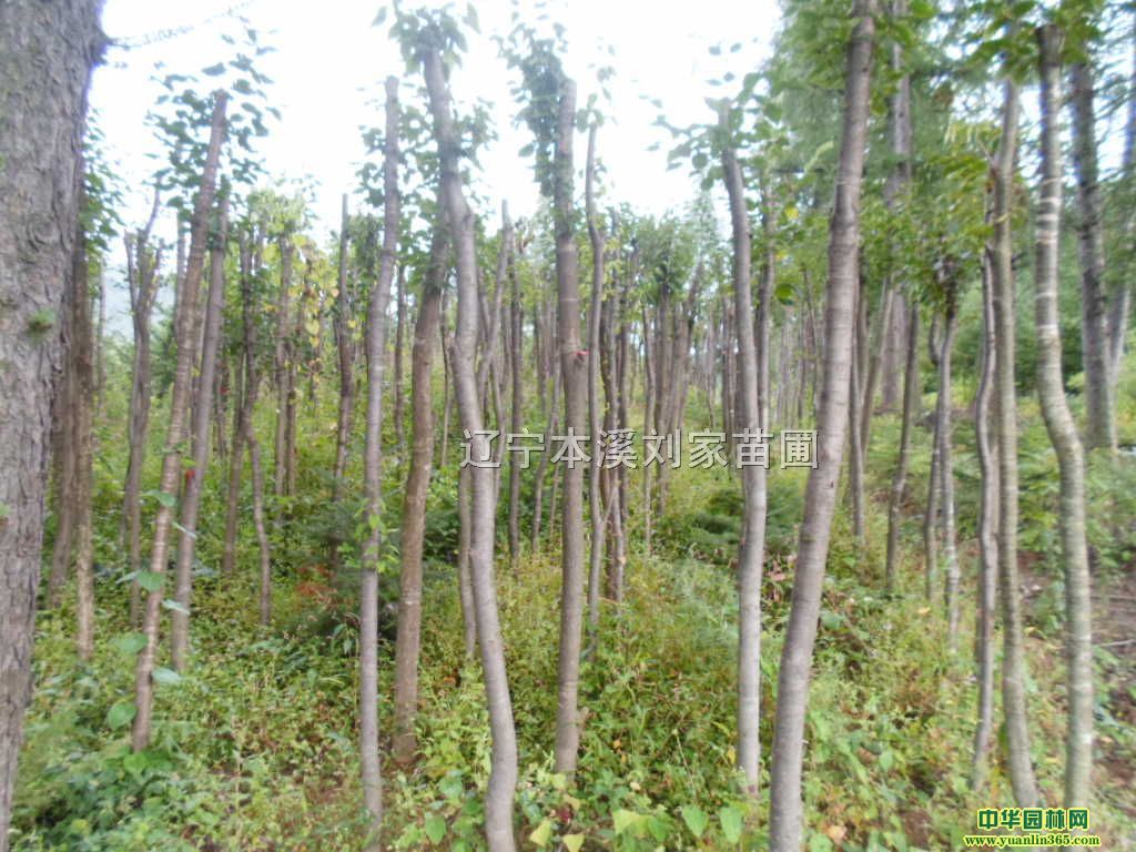 RؗURRӡ׶ɻ 