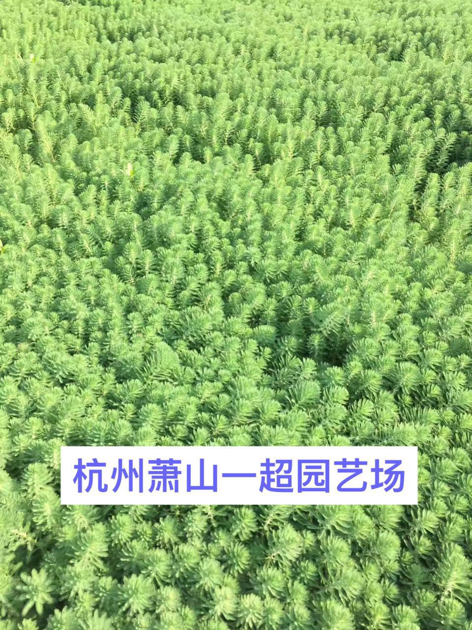 ۾Gβ塢(yng)۾Gβ塢۾GβˮֱֲN