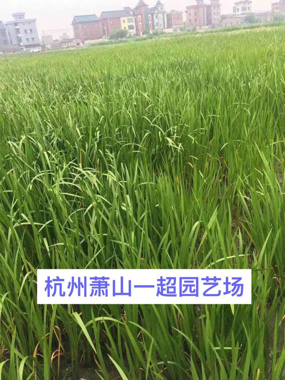 ˮѡˮˮˮֱֲN