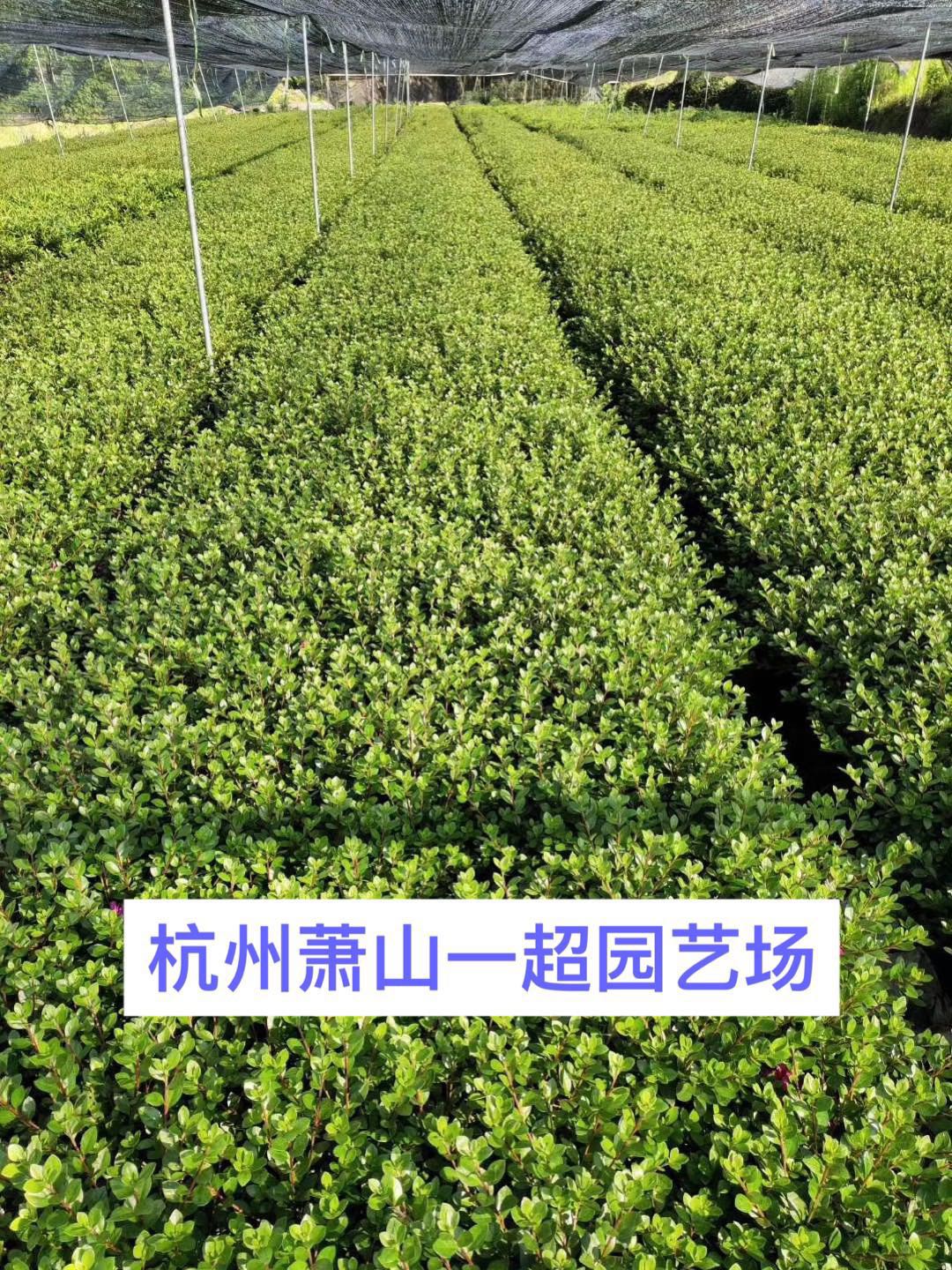 NNСNNСëNֱN