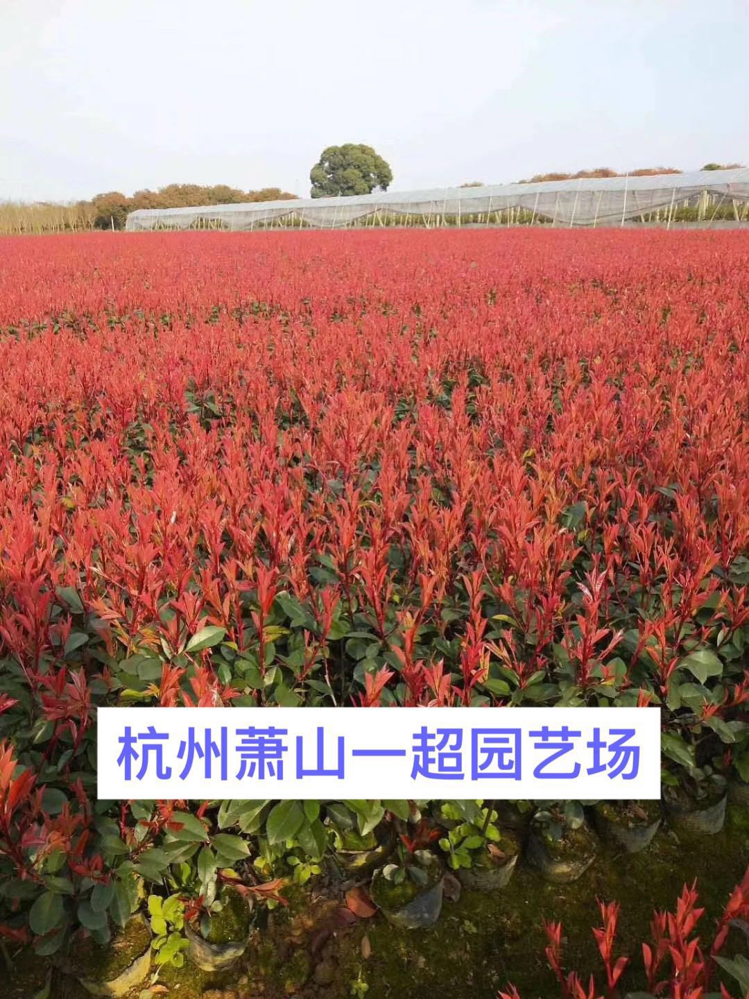 t~ʯ骾GС硢t~ʯС硢硢Сë򡢴