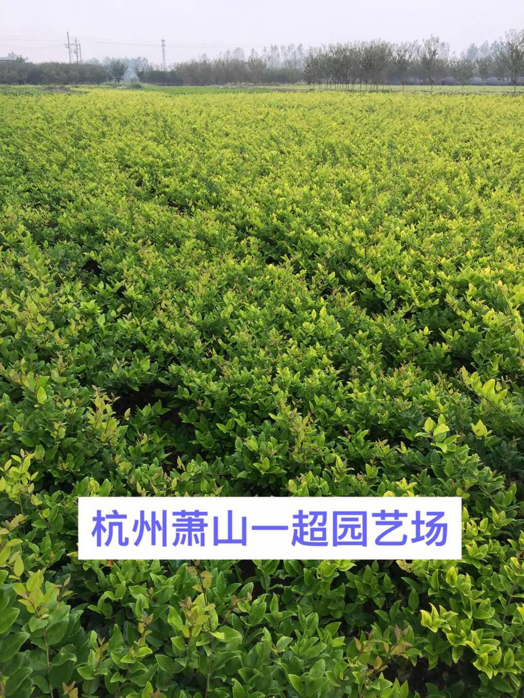 ɭŮؑɭŮؑGС硢ɭŮֱؑN