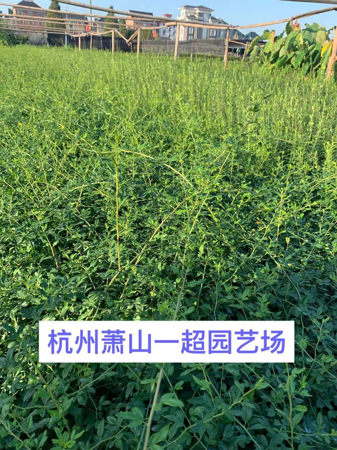 Sܰ(yng)SܰSܰr(ji)SֱܰN