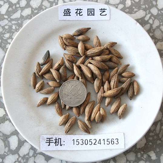 𻨷Nӡ𻨘NӡNӡNӡyNӡļN