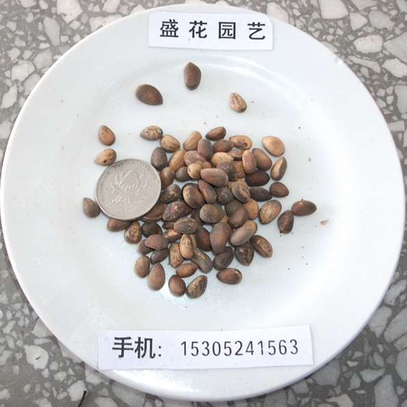 ²ɰƤɷNӡ׹?bio)׹ɷNӡƤ