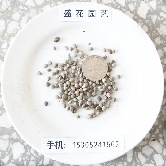 ²ժľNӣtľNӡľtRNӣ