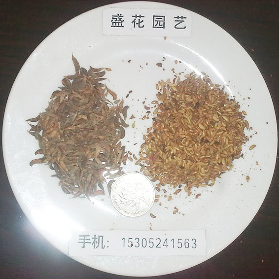 뻱N²o(h)¹ľNӡ޻lޗl뻨