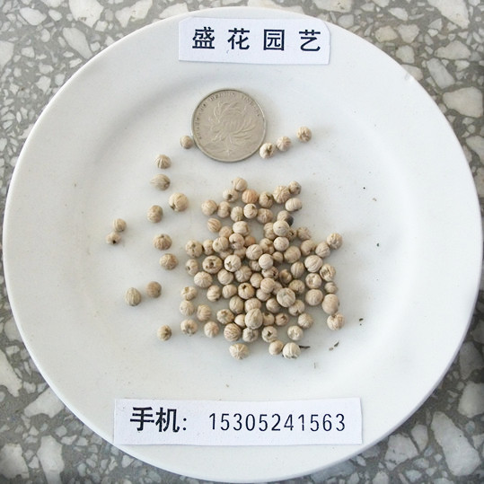 ľNӡ_Nӡ_ľNӡeŮľǘ