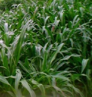 ݷNӡ~īײݷNӃ12ֽײ