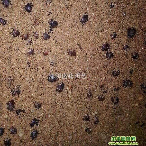 ɳؼtɼNӡ؁tɼNӡϷtɼN