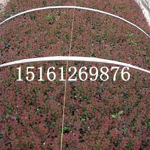 t~С硢硢tӾdС~Ůؑ