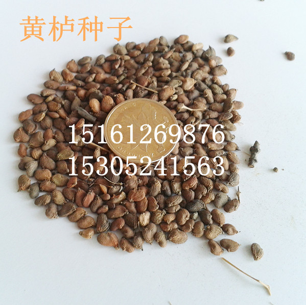 SNӡN𼬷NNӡN