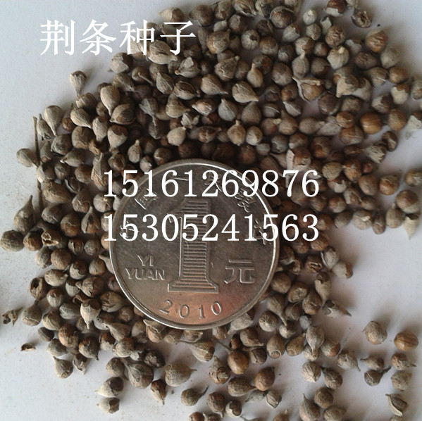 GlN۹NӡRӷNӡľϷNľ޷NӡN