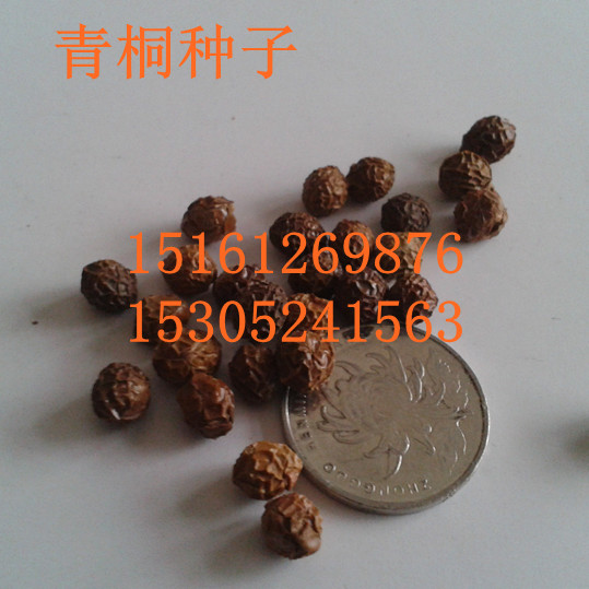 ͩNطNǗNӡɽҷNzľN