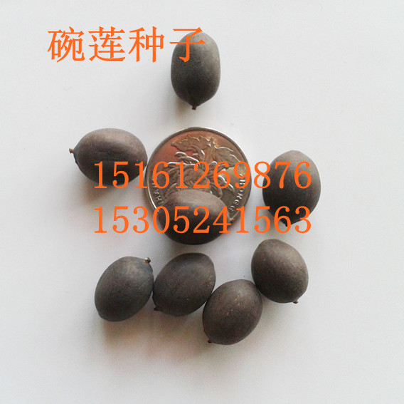 ɏNӡFNӡ۹ǷNӡNӡN