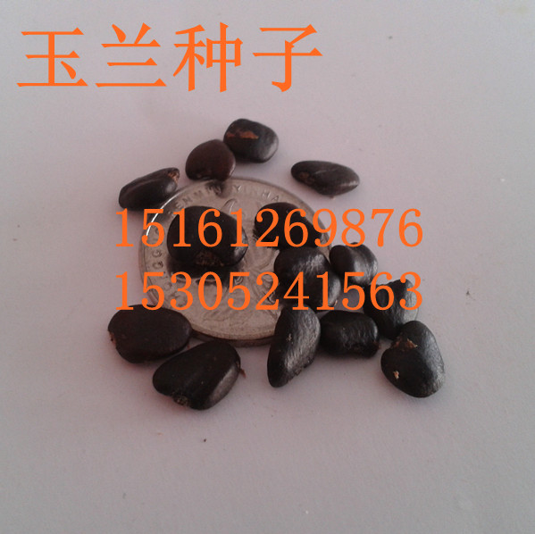 ɽmNmNmNSmNӵmN