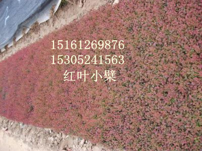 t~С硢t硢ޱС硢~硢