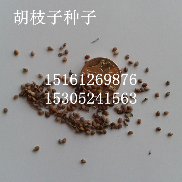 ֦ӷNӡSѷNӡS÷NӡSNӡSBľN