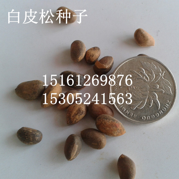 (yu)|(zh)ƤɷN50Ԫһ(dng)²ɰƤɷN