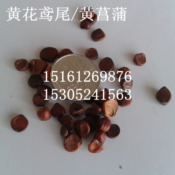 SѷNӡSSβˮSβN16Ԫ/