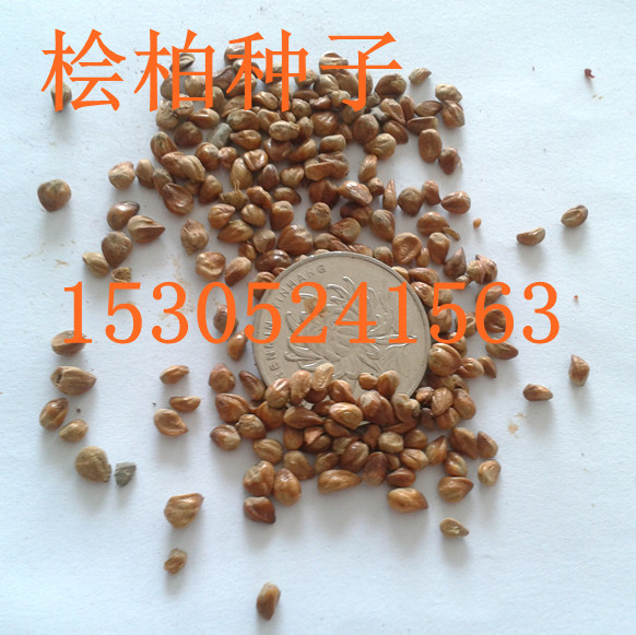 uطN𼬷NӡNӡʷNӡuצʷN