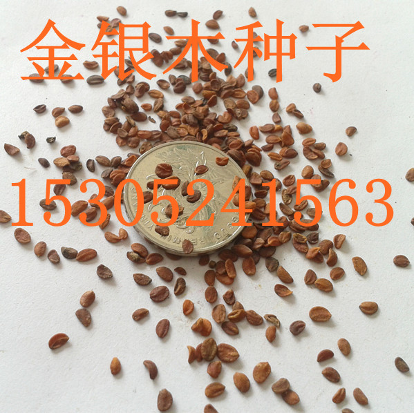 yľNӡGlNӡ۹NӡwӷNӡ鬷N