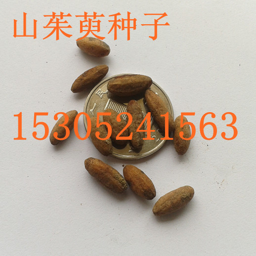 ɽǷNӡɼľNӡʯNӡNӡzľN