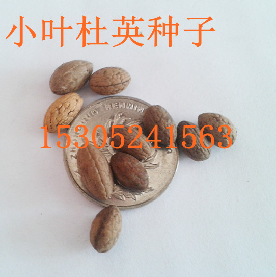 С~ӢNӡɽӷNӡѩɷNӡѪƤʷN