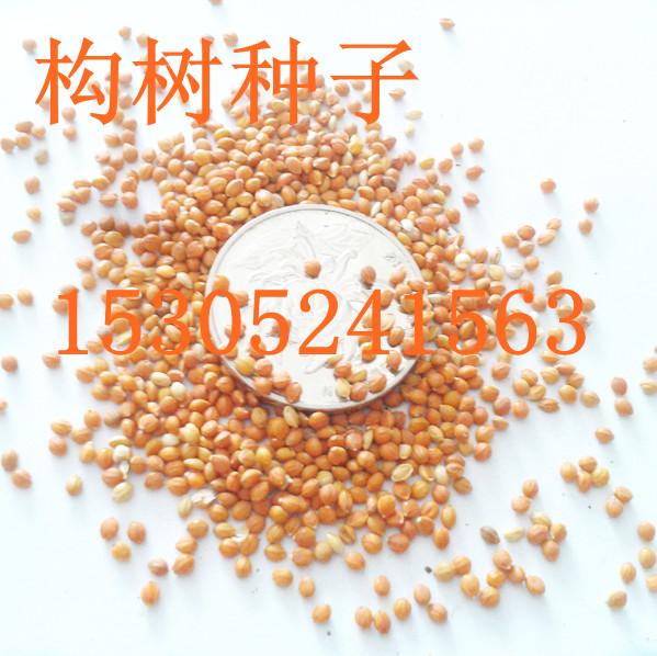 NӡSNӡ՗Nӡ𻨷NӡN